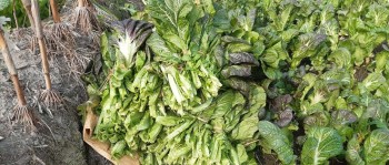 काउली ,लौका ,  आलु र रायो सागमा  विषादीको मात्रा अत्यधिक