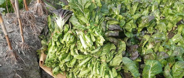 काउली ,लौका ,  आलु र रायो सागमा  विषादीको मात्रा अत्यधिक