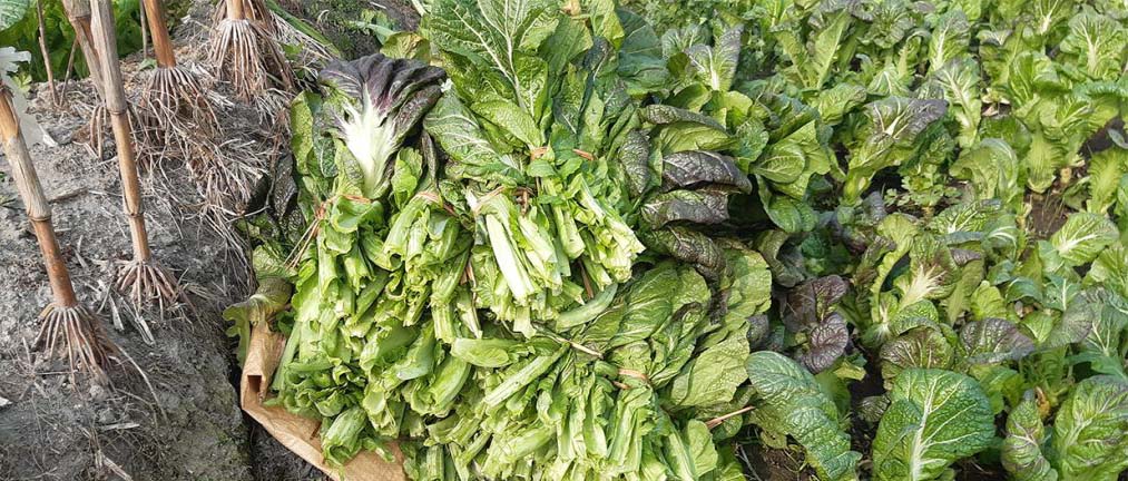 काउली ,लौका ,  आलु र रायो सागमा  विषादीको मात्रा अत्यधिक