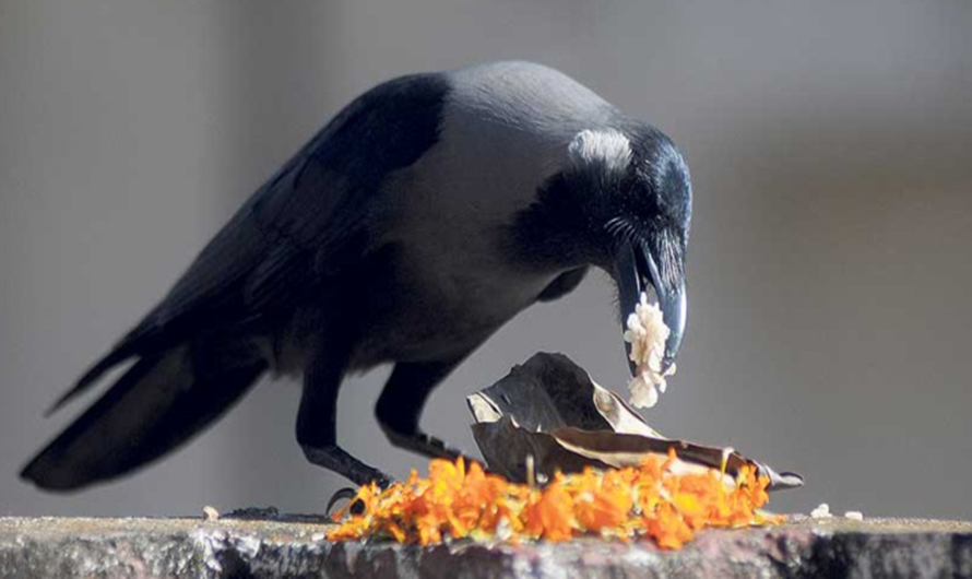 आज काग तिहार शुभ सन्देशका प्रतीकको रूपमा पूजा आराधना गरिँदै